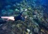 Hvorfor du skal prøve at snorkle ved et koralrev Person svømmer rundt om koralrev med snorkel